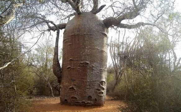 a thick tree trunk as an imitation of penis enlargement